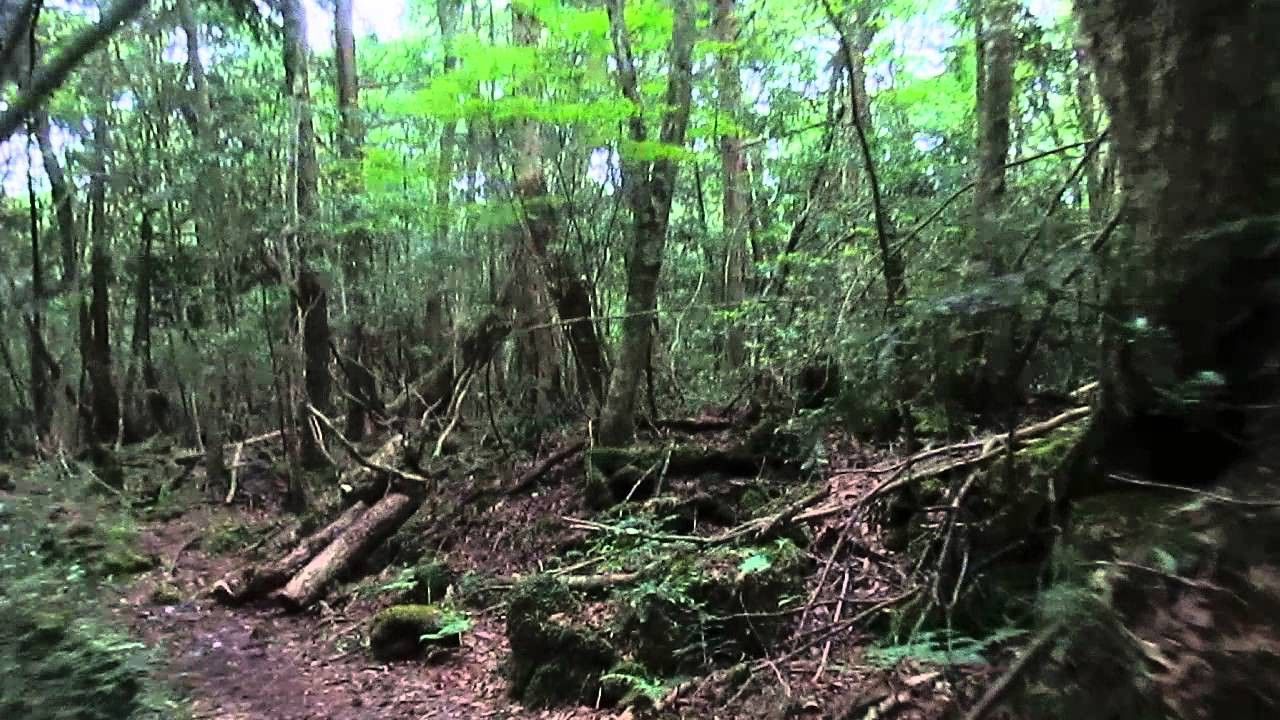 Image of forest that inspired Aiko's "Jukai"